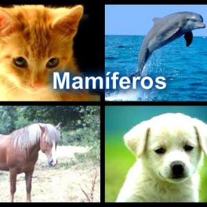 Mamíferos