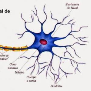 Trivias sobre las Neuronas