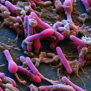 Clostridium botulinum