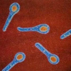Clostridium tetani