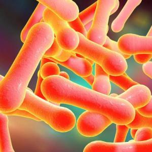 Corynebacterium diphtheriae