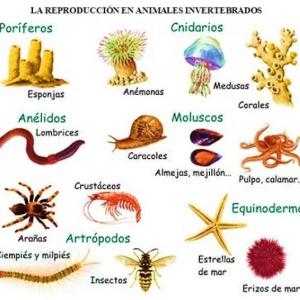 Animales invertebrados