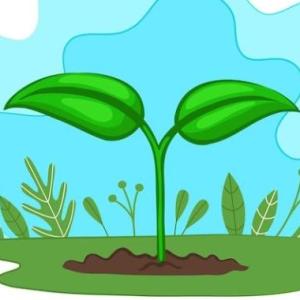¿Qué necesitan las plantas para crecer?