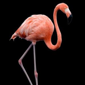 Animales de Ansenuza