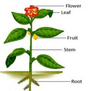 PARTS OF A PLANT