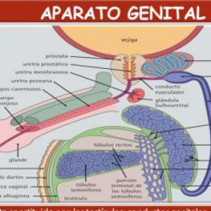Histología Masculina