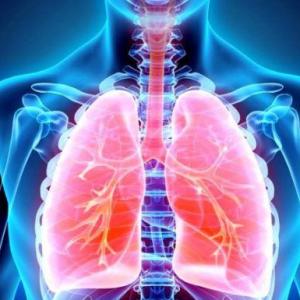Sistema respiratorio