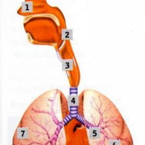 Sistema respiratorio