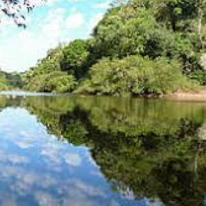 CLASIFICACIÓN EN ÁRBOL, ARBUSTOS Y HIERBAS