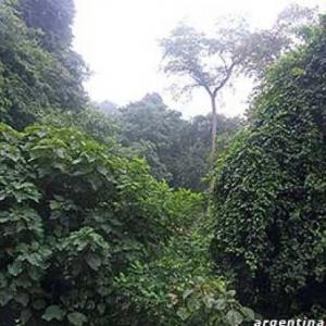 SELVA PARANAENSE