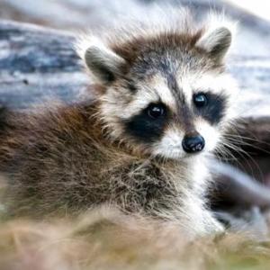 Tipos de Mapaches