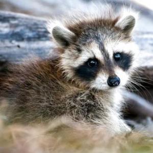 Tipos de Mapaches
