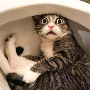 La diversión de los gatos