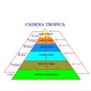 CADENA TRÓFICA