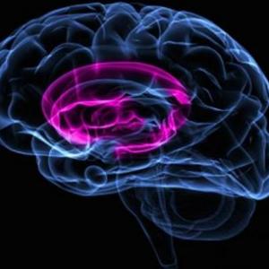 Imagen de portada del videojuego educativo: Estructura del Cerebro, de la temática Ciencias