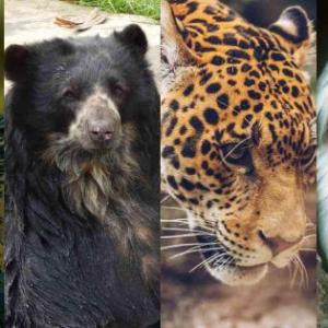 Animales en peligro de extinción