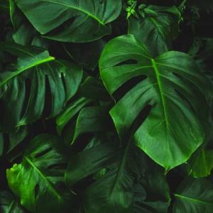 Trivia de Comité verde
