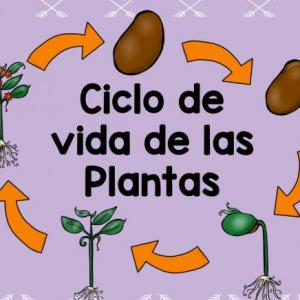 Imagen de portada del videojuego educativo: Las plantas., de la temática Ciencias
