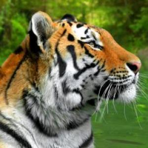 MEMORAMA DE ANIMALES