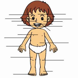 El cuerpo