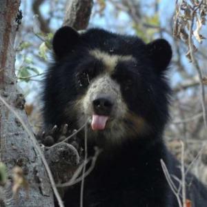 EL OSO DE ANTEOJOS