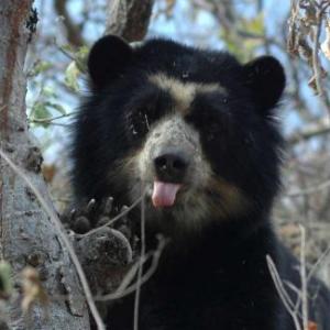OSO DE ANTEOJOS