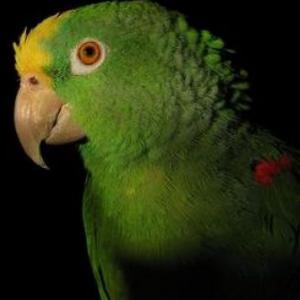 aves