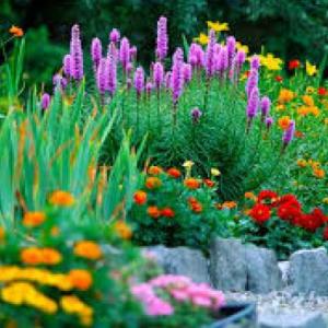 Memotest de plantas