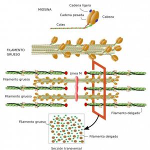 CONTRACCIÓN MUSCULAR