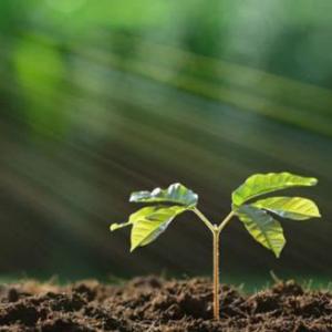 PARTES DE LAS PLANTAS Y LAS HOJAS