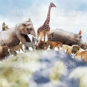 DESCUBRIR ANIMALES