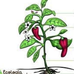 Las partes de las plantas