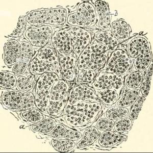 Tejido Glandular 