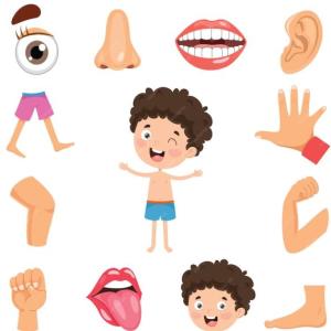 PARTES DEL CUERPO