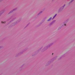 MÚSCULO LISO GRUPO 6 HISTOLOGIA