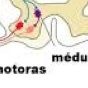 Las enfermedades