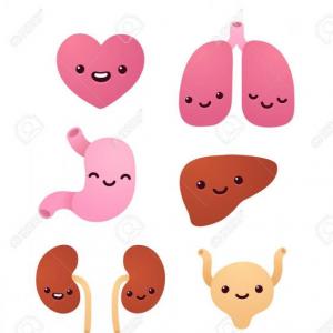El cuerpo humano