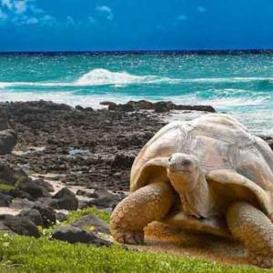 Galápagos