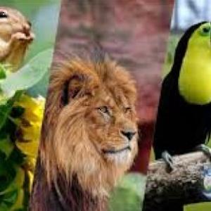Niveles de la Biodiversidad