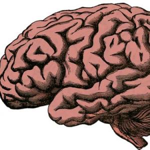 El cerebro