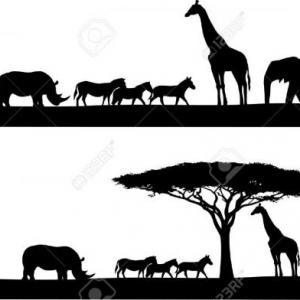 memo animales