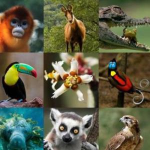 Animales terrestres