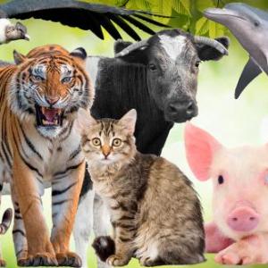 Animales