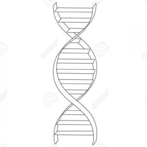 ADN, genes y cromosomas.