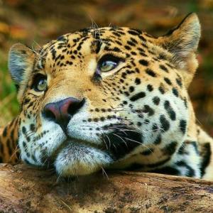 ANIMALTEST - FAUNA ARGENTINA