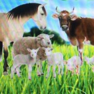 ANIMALES DE GRANJA