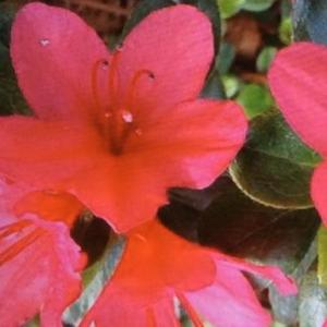 NOMBRES DE FLORES