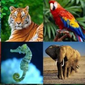 Los animales 