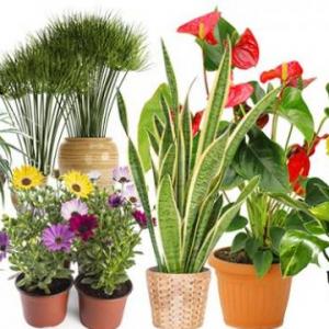 DESCUBRE LAS PLANTAS
