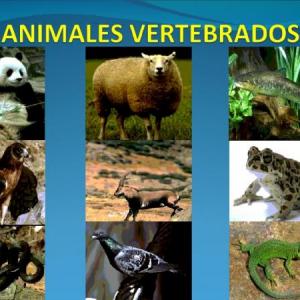 Animales vertebrados 